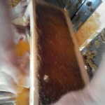 1° raccolta del miele di Villa Dora
